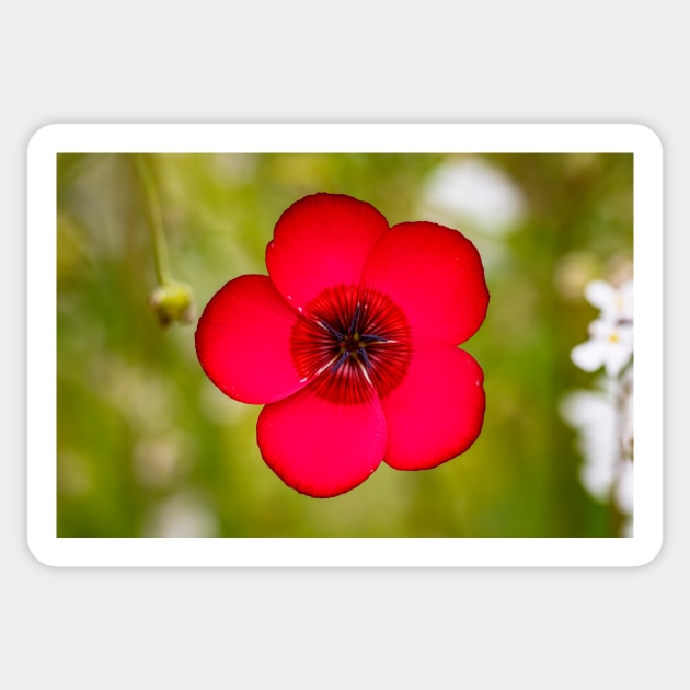 Scarlet Flax Flower Sticker by blossomcophoto
